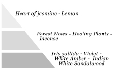 Olfactory pyramid
