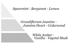 Olfactory pyramid