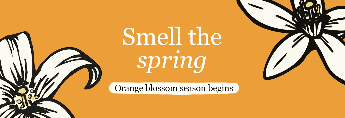 Smell the spring. Orange blossom season begins