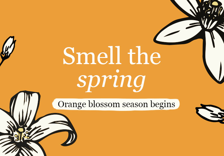 Smell the spring. Orange blossom season begins